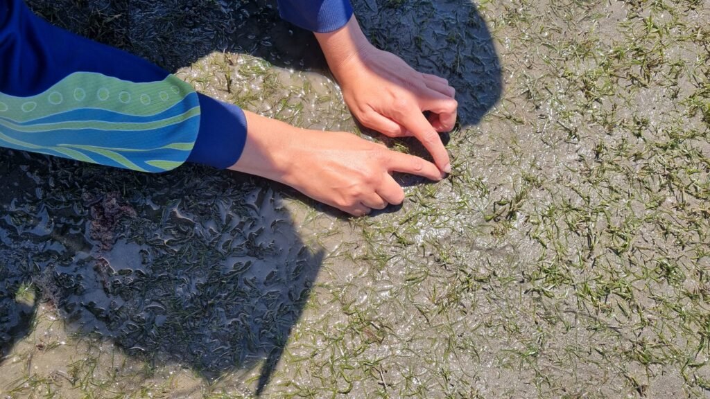 Seagrass flower collection CMERC