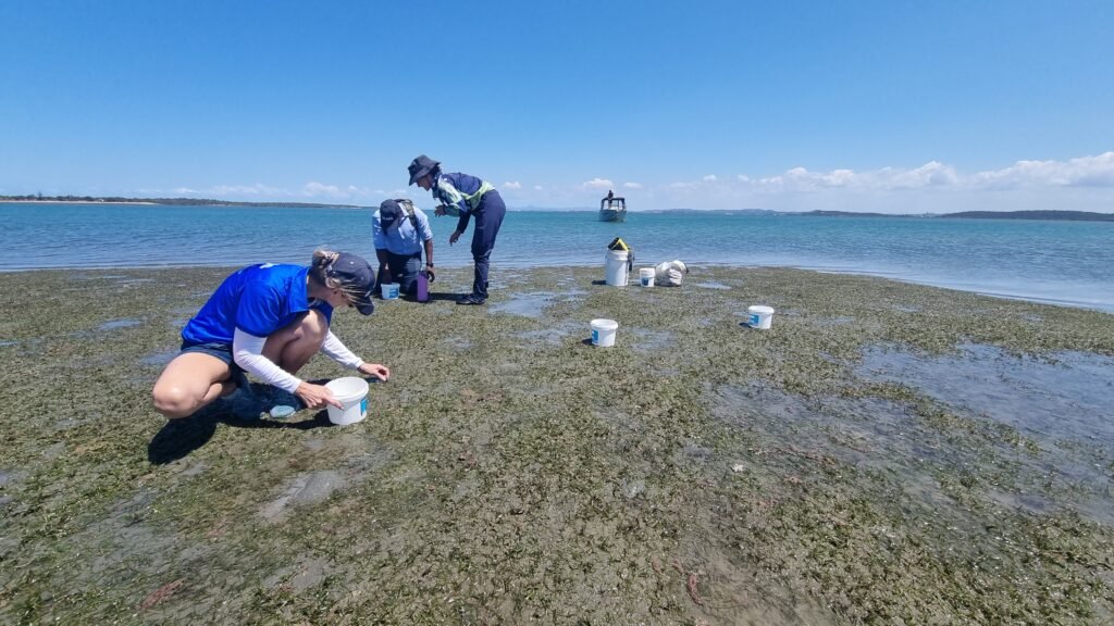 Seagrass flower collection CMERC